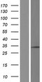 RPL7 / Ribosomal Protein L7 Protein - Western validation with an anti-DDK antibody * L: Control HEK293 lysate R: Over-expression lysate