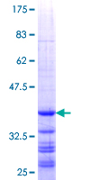 RPL7 / Ribosomal Protein L7 Protein - 12.5% SDS-PAGE Stained with Coomassie Blue.