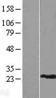RPL9 / Ribosomal Protein L9 Protein - Western validation with an anti-DDK antibody * L: Control HEK293 lysate R: Over-expression lysate