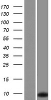 RPLP1 Protein - Western validation with an anti-DDK antibody * L: Control HEK293 lysate R: Over-expression lysate