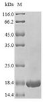 RPLP2 Protein - (Tris-Glycine gel) Discontinuous SDS-PAGE (reduced) with 5% enrichment gel and 15% separation gel.