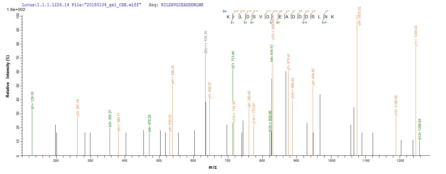 RPLP2 Protein - Based on the SEQUEST from database of E.coli host and target protein, the LC-MS/MS Analysis result of Recombinant Human 60S acidic ribosomal protein P2(RPLP2) could indicate that this peptide derived from E.coli-expressed Homo sapiens (Human) RPLP2.