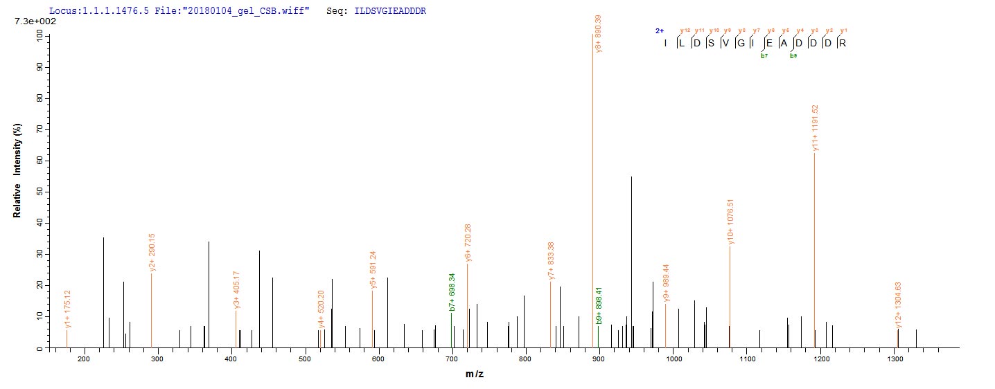 RPLP2 Protein - Based on the SEQUEST from database of E.coli host and target protein, the LC-MS/MS Analysis result of Recombinant Human 60S acidic ribosomal protein P2(RPLP2) could indicate that this peptide derived from E.coli-expressed Homo sapiens (Human) RPLP2.