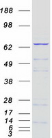 RPN1 / Ribophorin I Protein - Purified recombinant protein RPN1 was analyzed by SDS-PAGE gel and Coomassie Blue Staining