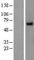 RPN2 / Ribophorin II Protein - Western validation with an anti-DDK antibody * L: Control HEK293 lysate R: Over-expression lysate