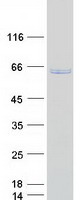 RPN2 / Ribophorin II Protein - Purified recombinant protein RPN2 was analyzed by SDS-PAGE gel and Coomassie Blue Staining