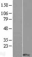 RPP14 Protein - Western validation with an anti-DDK antibody * L: Control HEK293 lysate R: Over-expression lysate