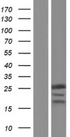 RPP25 Protein - Western validation with an anti-DDK antibody * L: Control HEK293 lysate R: Over-expression lysate