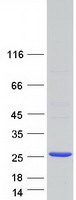 RPP25 Protein - Purified recombinant protein RPP25 was analyzed by SDS-PAGE gel and Coomassie Blue Staining