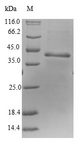 RPP25L / C9orf23 Protein - (Tris-Glycine gel) Discontinuous SDS-PAGE (reduced) with 5% enrichment gel and 15% separation gel.