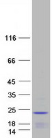 RPP25L / C9orf23 Protein - Purified recombinant protein RPP25L was analyzed by SDS-PAGE gel and Coomassie Blue Staining
