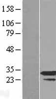 RPP30 Protein - Western validation with an anti-DDK antibody * L: Control HEK293 lysate R: Over-expression lysate