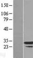 RPP30 Protein - Western validation with an anti-DDK antibody * L: Control HEK293 lysate R: Over-expression lysate