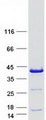 RPRD1A Protein - Purified recombinant protein RPRD1A was analyzed by SDS-PAGE gel and Coomassie Blue Staining