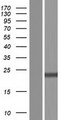 RPS11 / Ribosomal Protein 11 Protein - Western validation with an anti-DDK antibody * L: Control HEK293 lysate R: Over-expression lysate