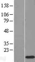 RPS12 / Ribosomal Protein S12 Protein - Western validation with an anti-DDK antibody * L: Control HEK293 lysate R: Over-expression lysate