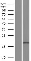 RPS13 / Ribosomal Protein S13 Protein - Western validation with an anti-DDK antibody * L: Control HEK293 lysate R: Over-expression lysate