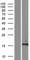 RPS17 / Ribosomal Protein S17 Protein - Western validation with an anti-DDK antibody * L: Control HEK293 lysate R: Over-expression lysate
