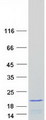 RPS19 / Ribosomal Protein S19 Protein - Purified recombinant protein RPS19 was analyzed by SDS-PAGE gel and Coomassie Blue Staining