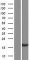 RPS19BP1 Protein - Western validation with an anti-DDK antibody * L: Control HEK293 lysate R: Over-expression lysate