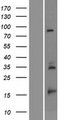 RPS23 / Ribosomal Protein S23 Protein - Western validation with an anti-DDK antibody * L: Control HEK293 lysate R: Over-expression lysate