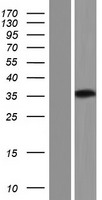 RPS24 / Ribosomal Protein S24 Protein - Western validation with an anti-DDK antibody * L: Control HEK293 lysate R: Over-expression lysate