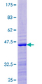 RPS24 / Ribosomal Protein S24 Protein - 12.5% SDS-PAGE of human RPS24 stained with Coomassie Blue
