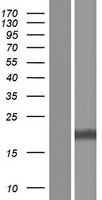 RPS27A Protein - Western validation with an anti-DDK antibody * L: Control HEK293 lysate R: Over-expression lysate