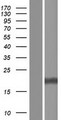 RPS27A Protein - Western validation with an anti-DDK antibody * L: Control HEK293 lysate R: Over-expression lysate