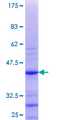 RPS27A Protein - 12.5% SDS-PAGE Stained with Coomassie Blue.