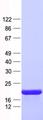 RPS27A Protein