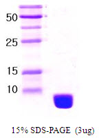 RPS27A Protein