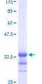 RPS28 / Ribosomal Protein S28 Protein - 12.5% SDS-PAGE Stained with Coomassie Blue.