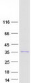 RPS2P40  Protein - Purified recombinant protein LOC91561 was analyzed by SDS-PAGE gel and Coomassie Blue Staining