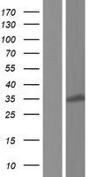 RPS3A / Ribosomal Protein S3A Protein - Western validation with an anti-DDK antibody * L: Control HEK293 lysate R: Over-expression lysate