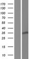 RPS3A / Ribosomal Protein S3A Protein - Western validation with an anti-DDK antibody * L: Control HEK293 lysate R: Over-expression lysate