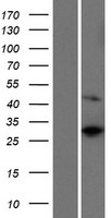 RPS4Y2 Protein - Western validation with an anti-DDK antibody * L: Control HEK293 lysate R: Over-expression lysate