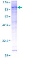 RPS6KA1 / RSK1 Protein - 12.5% SDS-PAGE of human RPS6KA1 stained with Coomassie Blue