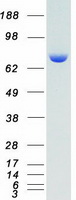 RPS6KA1 / RSK1 Protein - Purified recombinant protein RPS6KA1 was analyzed by SDS-PAGE gel and Coomassie Blue Staining
