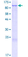 RPS6KA2 / RSK3 Protein - 12.5% SDS-PAGE of human RPS6KA2 stained with Coomassie Blue