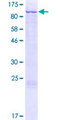 RPS6KA2 / RSK3 Protein - 12.5% SDS-PAGE of human RPS6KA2 stained with Coomassie Blue