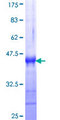 RPS6KA3 / RSK2 Protein - 12.5% SDS-PAGE Stained with Coomassie Blue.