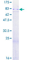 RPS6KA4 / MSK2 / RSK-B Protein - 12.5% SDS-PAGE of human RPS6KA4 stained with Coomassie Blue