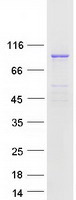 RPS6KA4 / MSK2 / RSK-B Protein - Purified recombinant protein RPS6KA4 was analyzed by SDS-PAGE gel and Coomassie Blue Staining