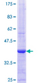 RPS6KA5 / MSK1 Protein - 12.5% SDS-PAGE Stained with Coomassie Blue.