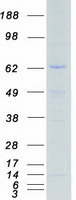 RPS6KA5 / MSK1 Protein - Purified recombinant protein RPS6KA5 was analyzed by SDS-PAGE gel and Coomassie Blue Staining