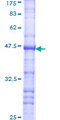 RPS6KB2 / S6K2 Protein - 12.5% SDS-PAGE Stained with Coomassie Blue.