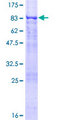 RPS6KL1 Protein - 12.5% SDS-PAGE of human RPS6KL1 stained with Coomassie Blue
