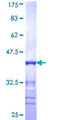 RPS6KL1 Protein - 12.5% SDS-PAGE Stained with Coomassie Blue.