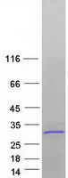 RPS7 / Ribosomal Protein S7 Protein - Purified recombinant protein RPS7 was analyzed by SDS-PAGE gel and Coomassie Blue Staining